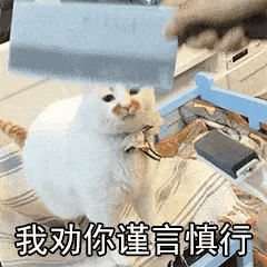  可爱萌宠表情包gif日常生活表情包