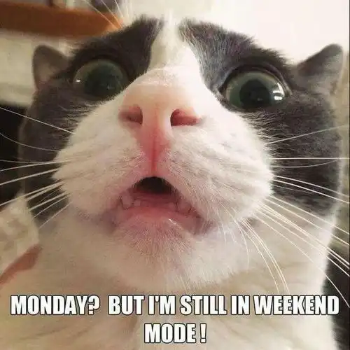 meme嘲笑猫表情包
