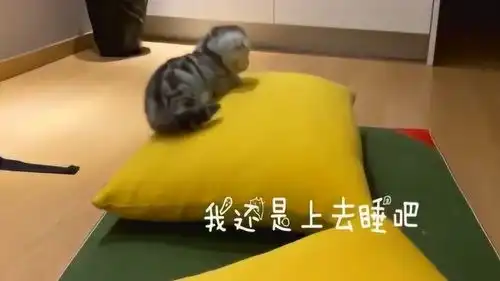  小奶猫伸懒腰翻车现场,萌萌哒的好可爱啊爱了爱了