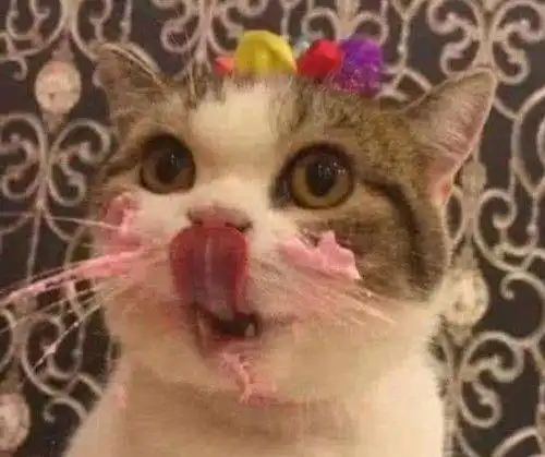  猫咪偷吃生日蛋糕,铲屎官发现后直接动手打,看到表情后立马消气