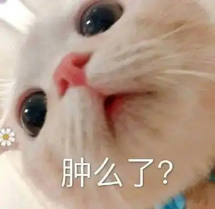 早啊表情包可爱猫咪