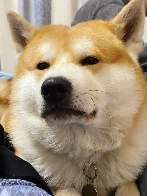  还是生儿子好