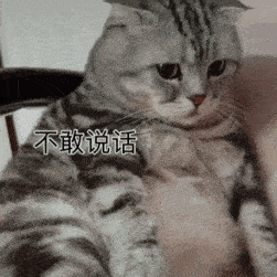  聊天表情包动态猫狗表情包39