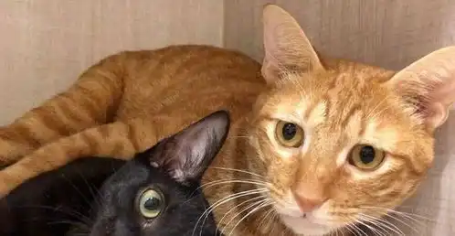  黑猫伸懒腰,不小心把屁股怼到橘猫脸上,两只猫的表情太有戏