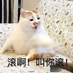  历史回顾网红猫咪楼楼表情包第七弹