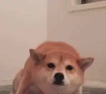  主人给柴犬洗澡,一开始它表情狰狞,后续还真逃不过真香定律了