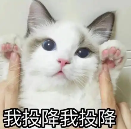 猫咪表情包我投降我投降