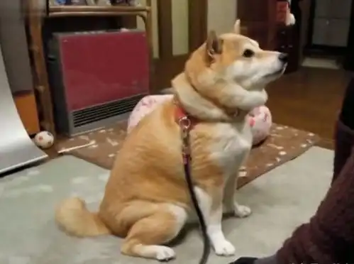  主人和朋友聊天,柴犬为了争宠不择手段,朋友笑得前仰后合