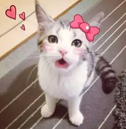  十大超人气网红猫你认识几个