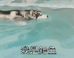  动物搞笑gif狗子沙雕行为盘点,个个都是表情包