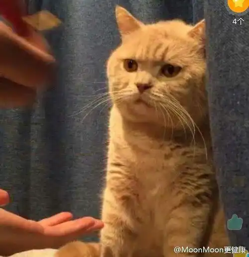  这只猫是网红猫吗看到好几次这个表情包了