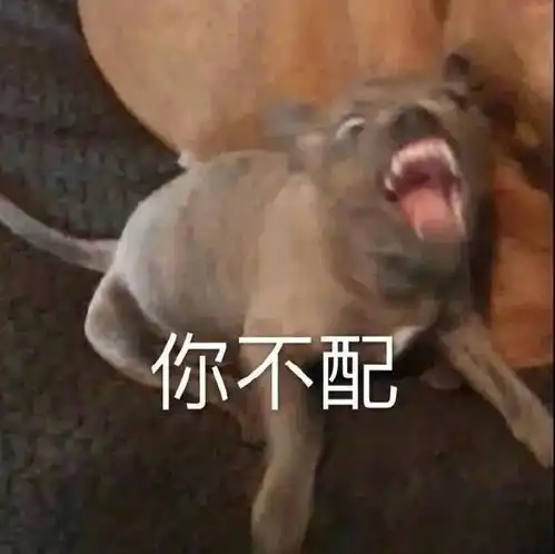  表情包动物表情包