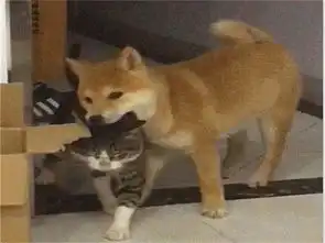  柴犬咬住猫咪脸,本以为血腥的场面却突然变了画风,是嘴太臭吗