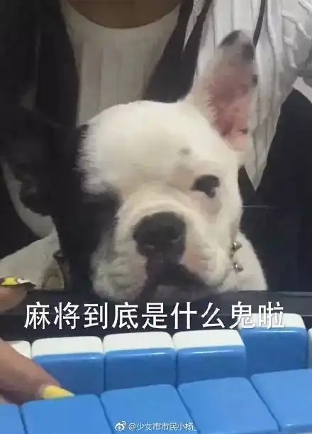  嘿,你家宠物的表情包可以给我用一下吗