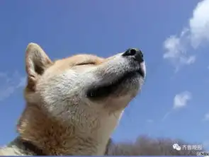  16岁表情包柴犬北登去世日本网民集体哀悼