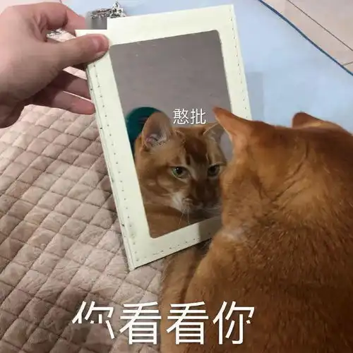  网红猫咪沙雕猫咪敦敦表情包四