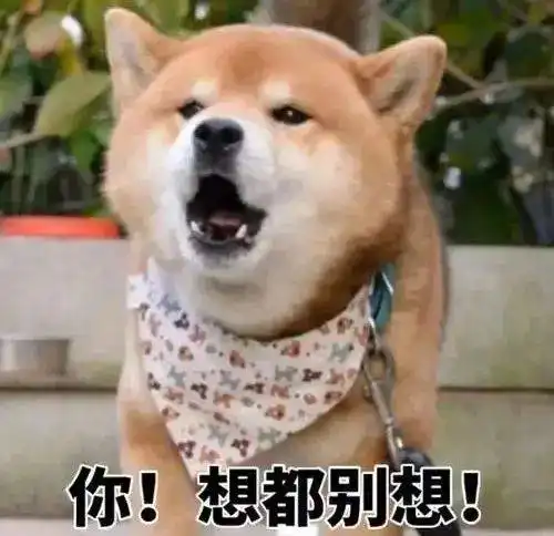 网红猫表情包时尚柴犬