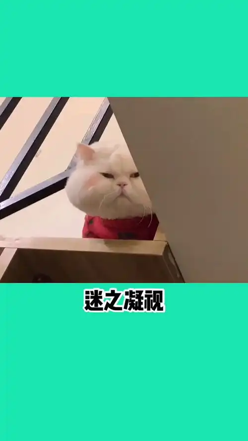  铲屎官快乐逗猫咪的一天,小猫咪一脸扭曲的表情