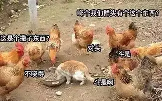  鸡年要用对的表情包,重庆言子版鸡年表情包爆笑来袭