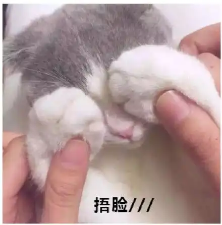  狗狗蹦迪gif动图蹦迪gif动图表情