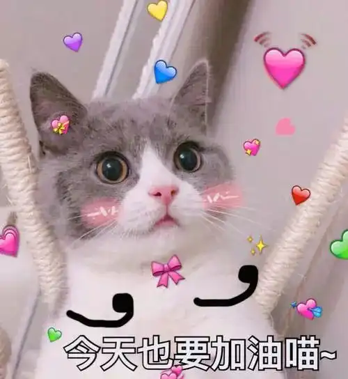  无证据显示宠物会感染疫情,请不要盲目抛弃它们