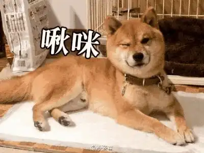 说走咱就走表情包柴犬