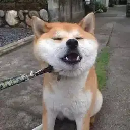  打死我都不走辣哼,看你怎么去玩