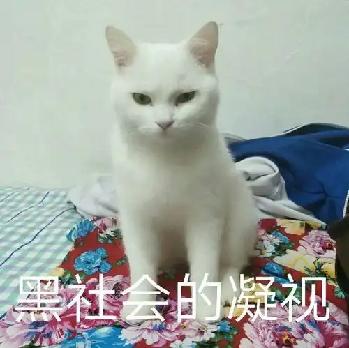  怎样给自家猫p一个酷酷的表情包