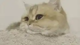  天哪半夜捡到一只大橘网红猫咪表情包出没这么不认生的猫up主还是第一次见