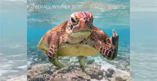  很是挑衅竖中指海龟夺冠2020搞笑野生动物摄影奖