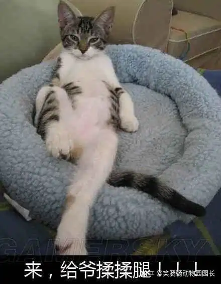  如何友善回应我过得还没你家狗猫好呢这句话