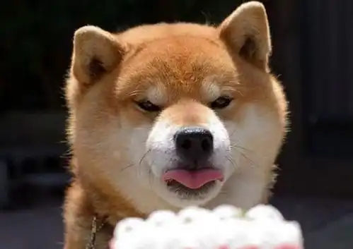  趣图柴犬真的太萌啦,这组素材目测会被做成表情包吧