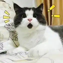  猫咪突然张着嘴发愣小宠医师原来是这个原因呀