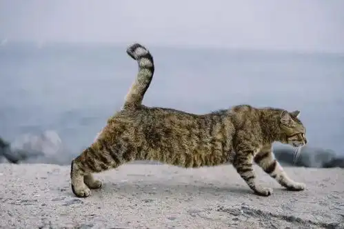  猫喜欢伸懒腰是因为累了很多人理解错了,其中隐含这7个意思