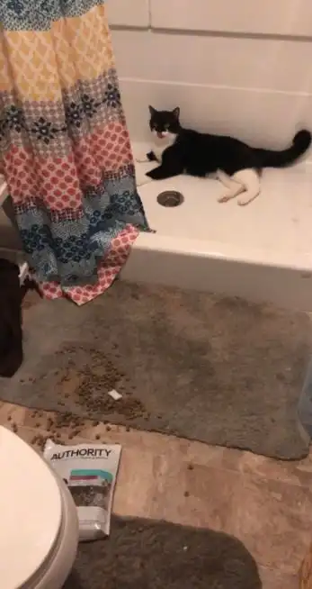  一群被迫认错的猫猫我错了,但下次还敢