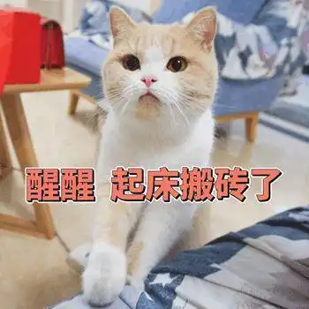 猫咪开心表情包不开心