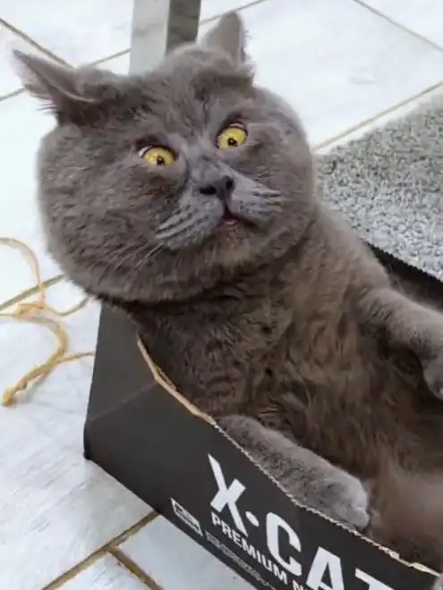  天生表情包的俄罗斯网红猫迷住了30多万人