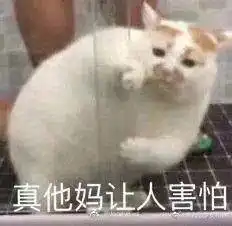 网红猫表情包北登