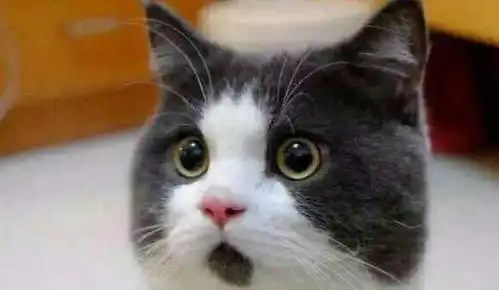  那些成为表情包的猫咪原本叫什么名字惊讶猫霸气,不爽猫有内涵