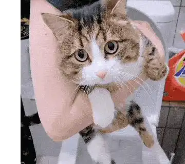 网红猫表情包睡姿