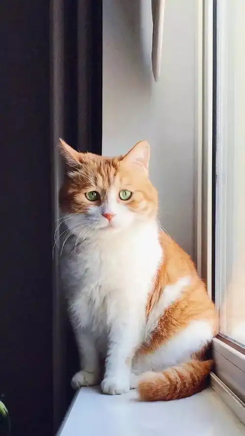  你连表情包里猫的名字都不知道,还敢说爱猫