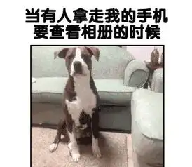  这只金毛火遍了全世界家有萌宠是人生中最幸福的事情了