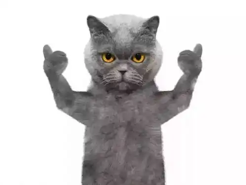 猫咪开心表情包宁波大剧