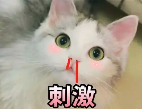  日常吸吸猫表情包