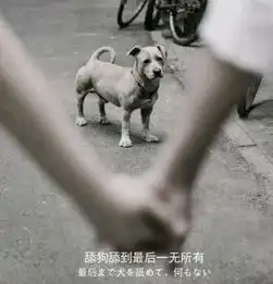  舔狗舔到最后一无所有是什么意思表情包分享