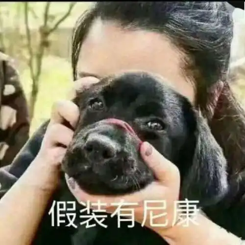 狗头相机表情包
