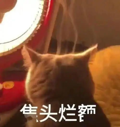  猫咪竟决定与一包装袋共度余生主人表示还有比这更迷惑的