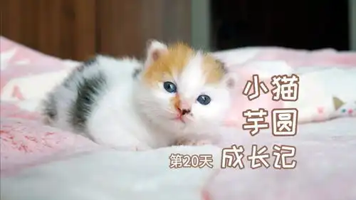  网红奶猫也有黑历史了每一帧都是表情包,网友截图干嘛愣着啊