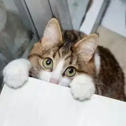 网红猫表情包可爱