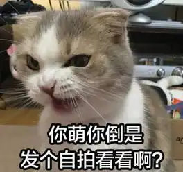  谁有那种看起来很机智可爱的猫的头像越多越好